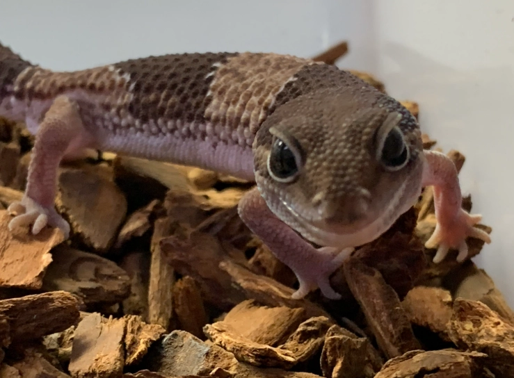 African fat tailed gecko