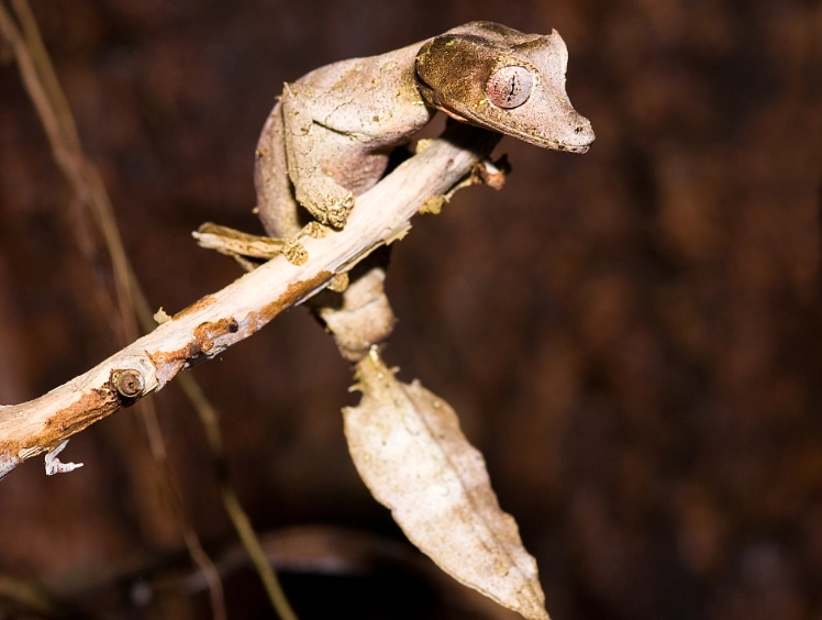 leaf tailed gecko facts leaf tailed gecko facts