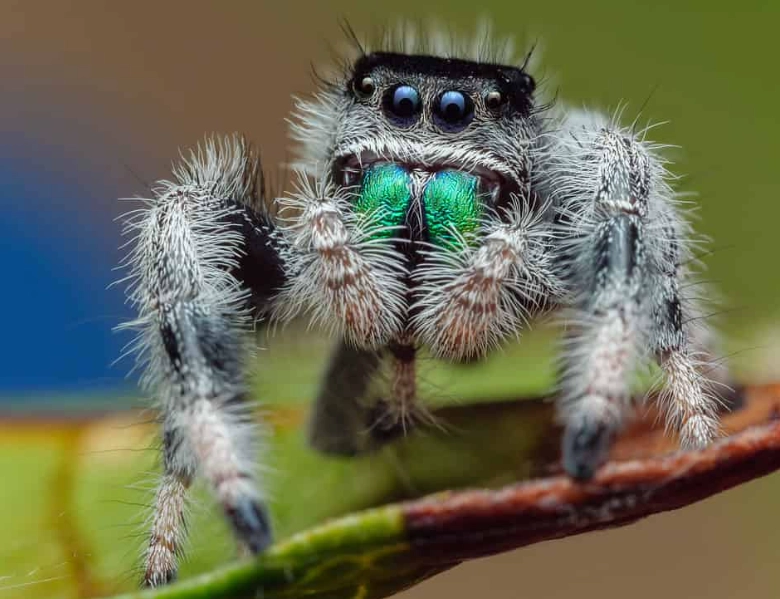 jumping spider pet