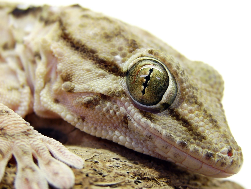 leopard gecko care sheet leopard gecko care sheet