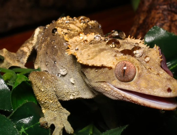 crested gecko humidity too high crested gecko humidity too high