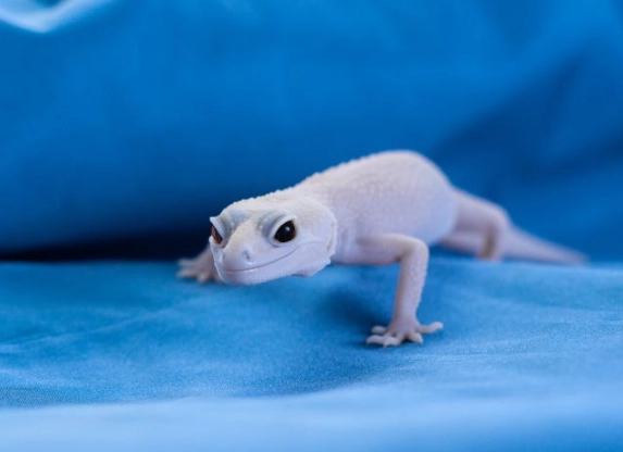 white leopard gecko care