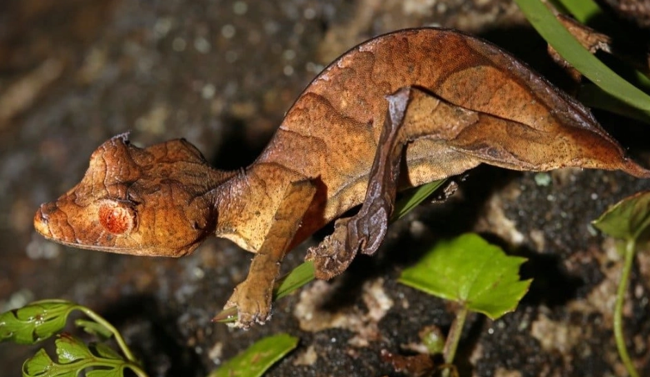 leaf tailed gecko facts leaf tailed gecko facts