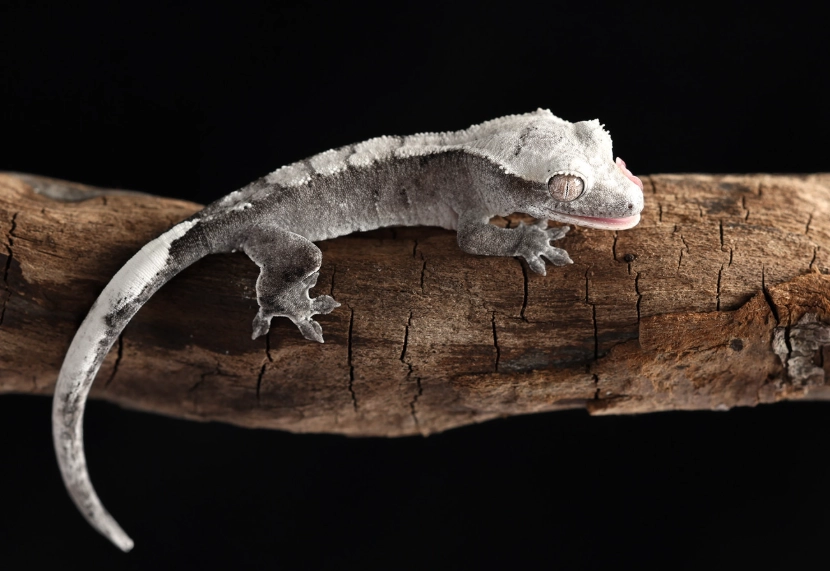 axanthic crested gecko for sale
