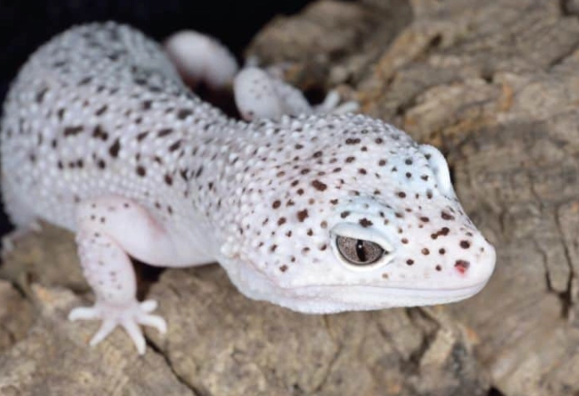 leopard gecko morphs