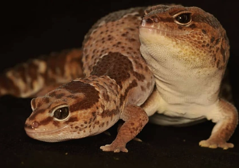 fat tailed gecko care