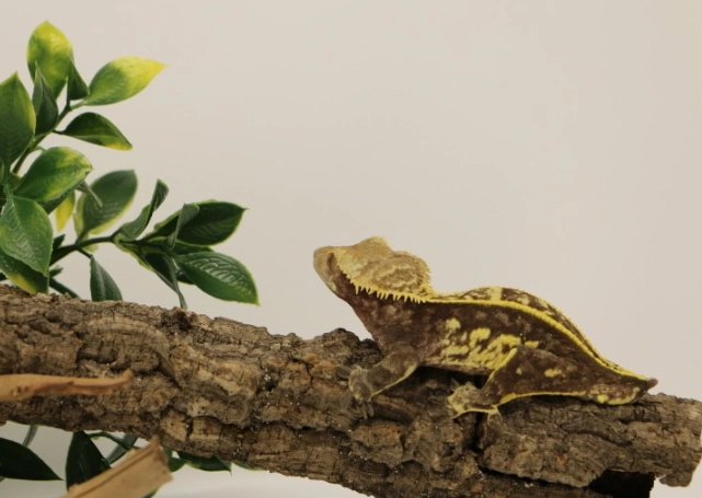 crested gecko humidity at night crested gecko humidity at night