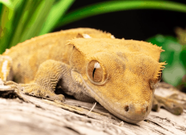 crested gecko humidity too high crested gecko humidity too high
