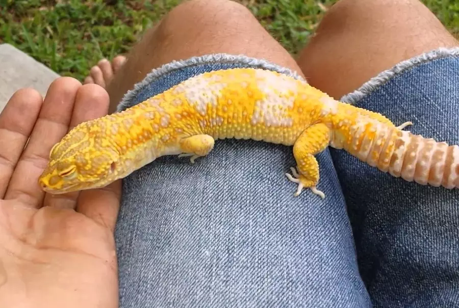 giant leopard gecko size giant leopard gecko size