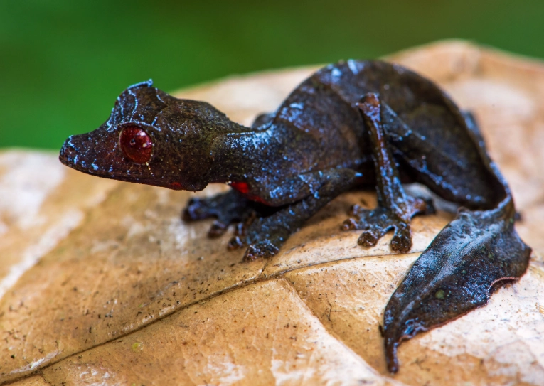 Uroplatus gecko Uroplatus gecko