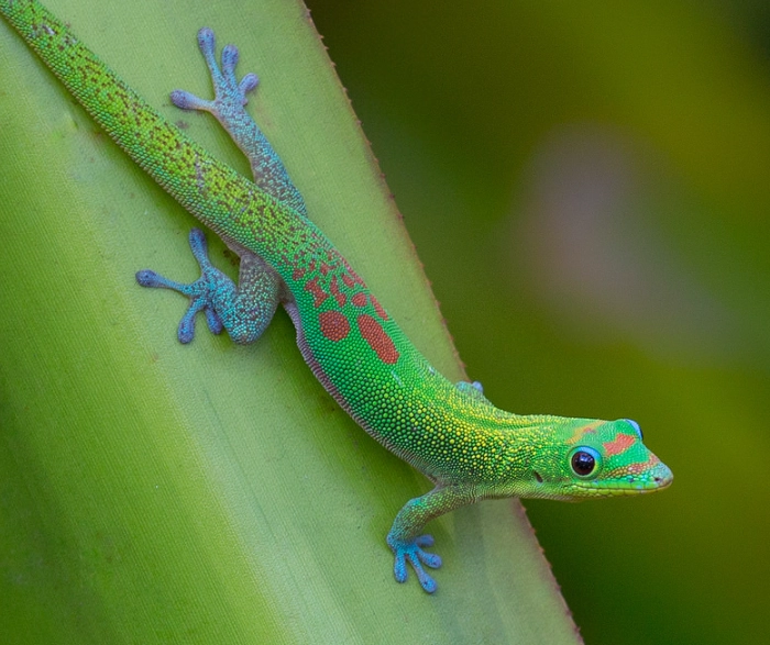 gold dust day gecko care