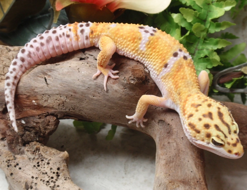 spotted gecko habitat setup spotted gecko habitat setup