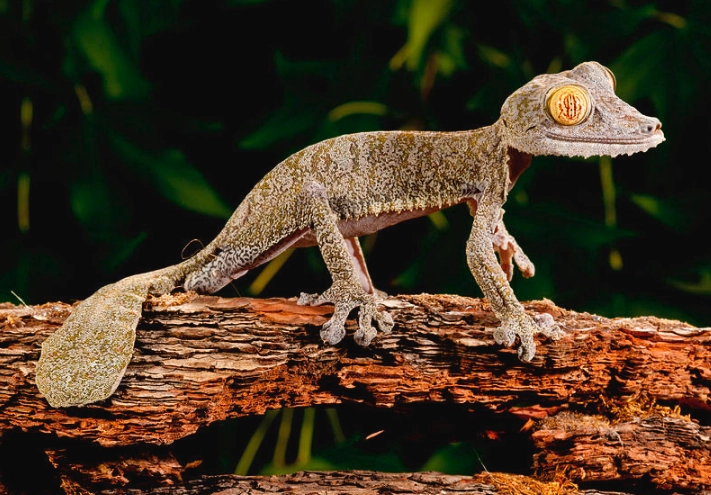 Uroplatus gecko Uroplatus gecko