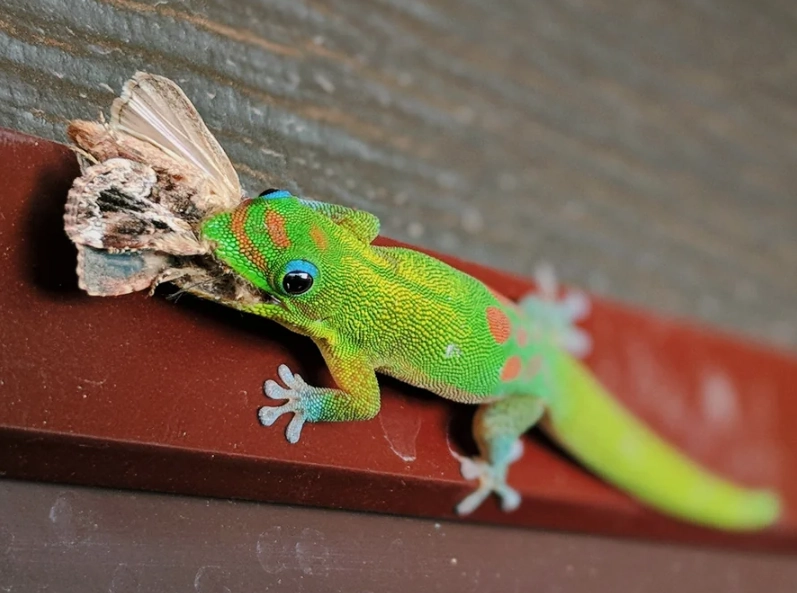 phelsuma laticauda