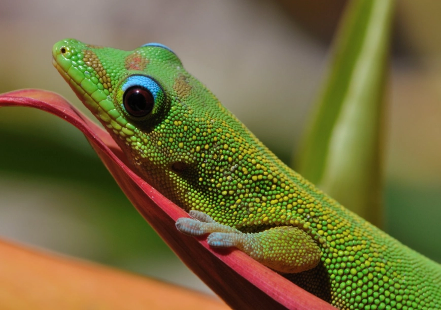 day gecko habitat setup