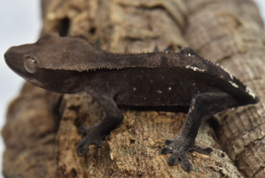 crested gecko morphs