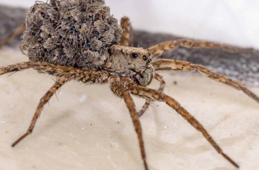 wolf spider bite treatment