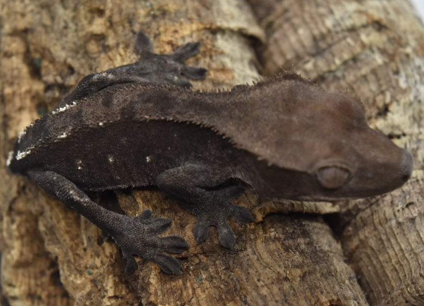 axanthic crested gecko for sale