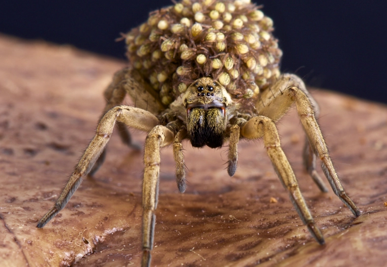 wolf spider bite treatment