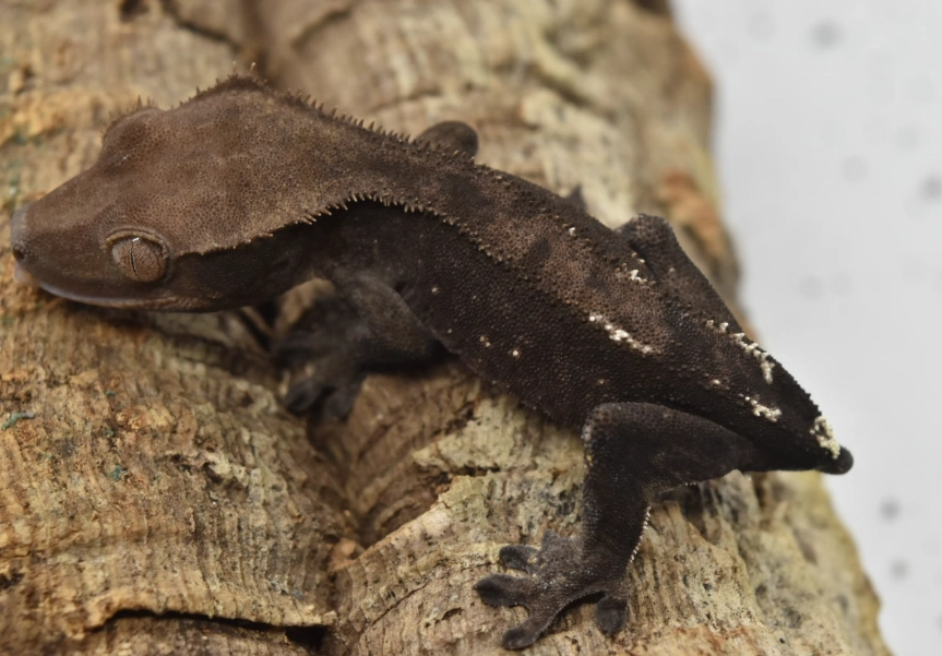 crested gecko morphs