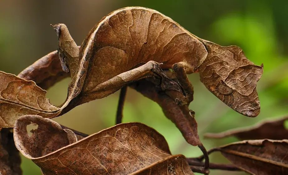 leaf tailed gecko care leaf tailed gecko care