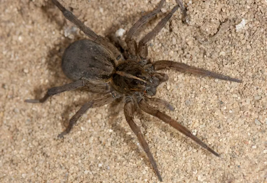 wolf spider identification
