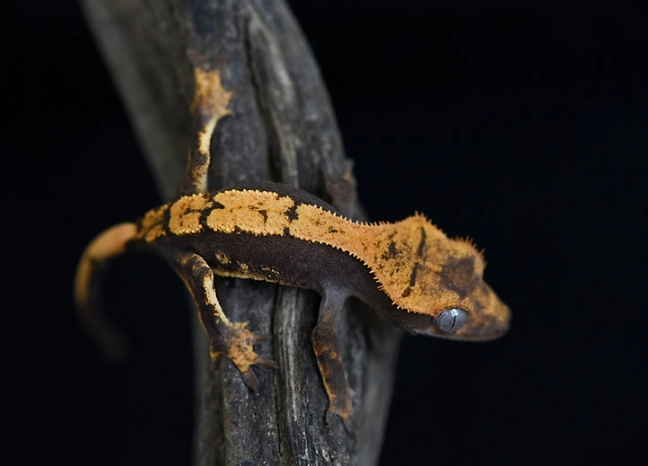 flame crested gecko care