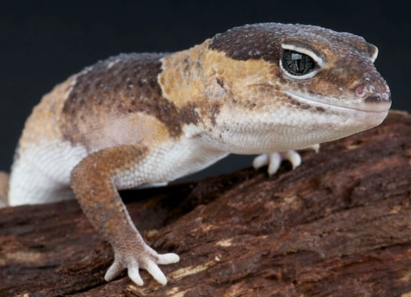 African fat tailed gecko