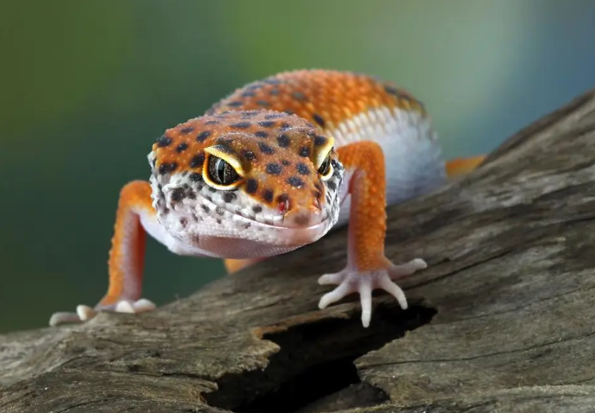 leopard gecko care sheet leopard gecko care sheet