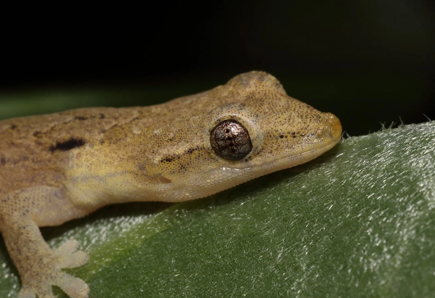 gold dust day gecko care
