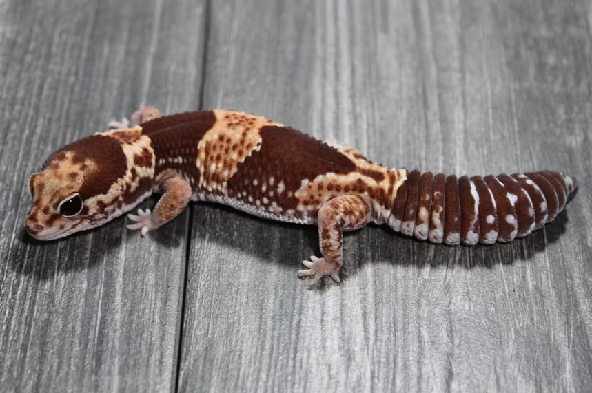 fat tailed gecko care