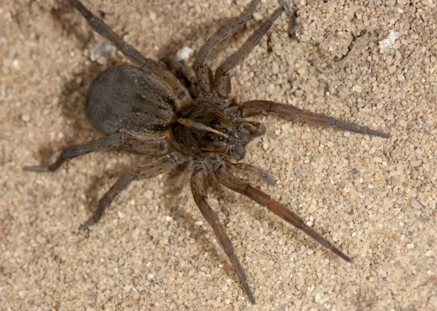 are wolf spiders dangerous