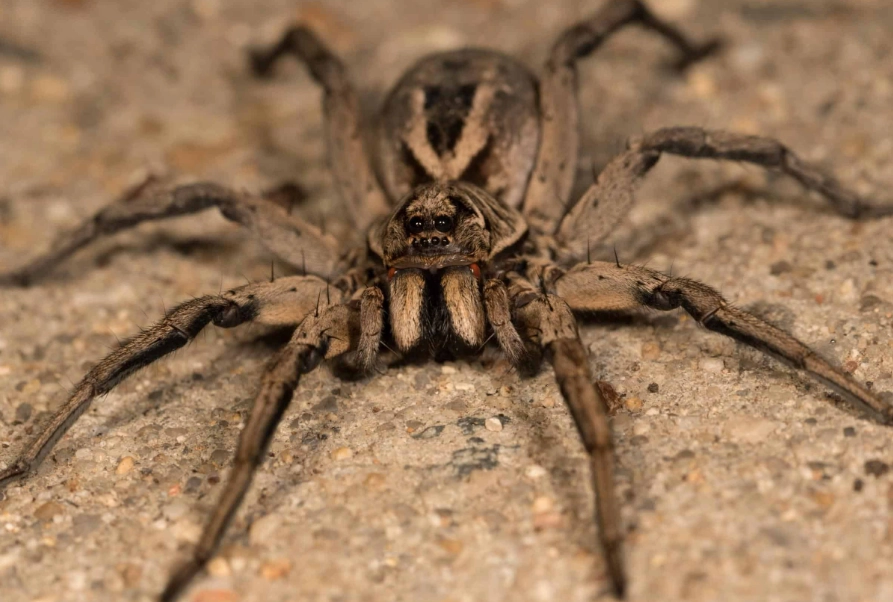 wolf spider identification