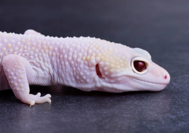 pet lizard for beginners