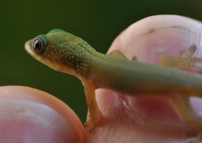 gold dust day gecko care