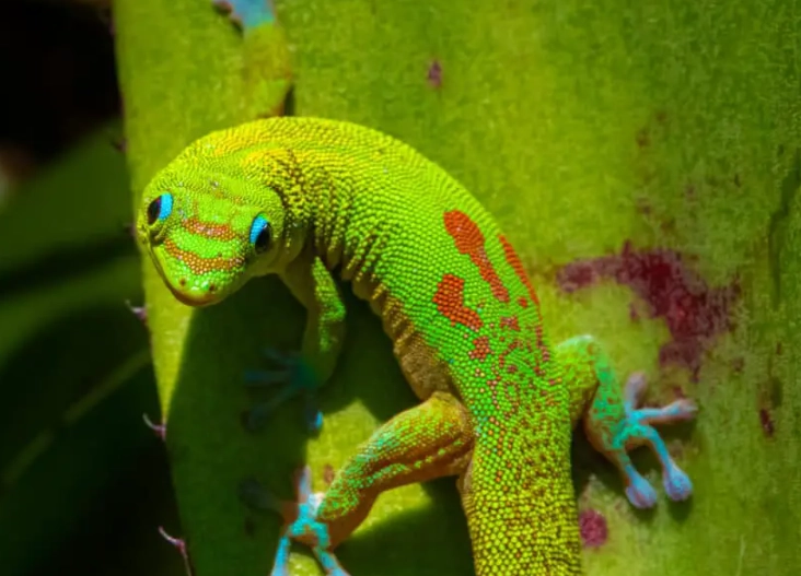 gold dust day gecko care