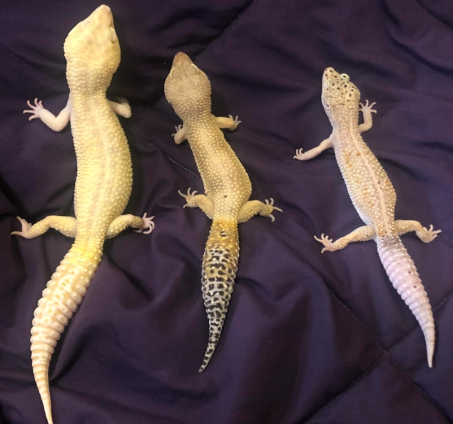 giant leopard gecko size giant leopard gecko size
