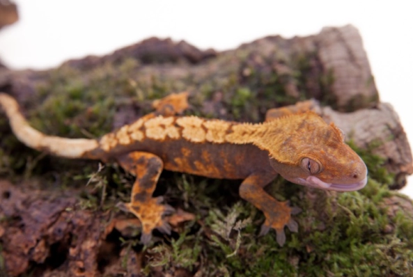 flame crested gecko care