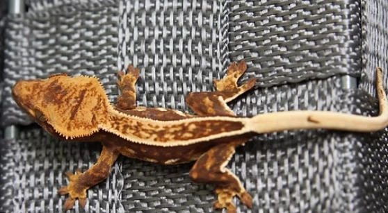 adult crested gecko care