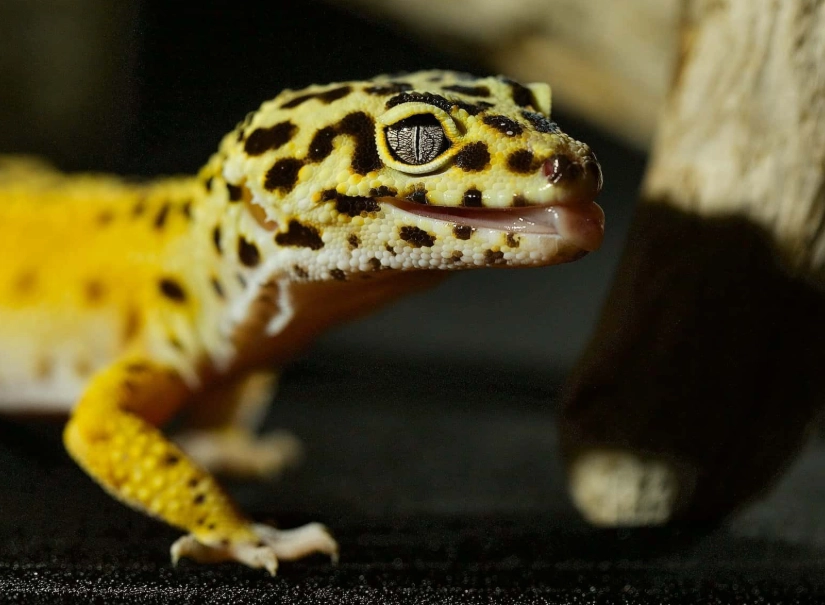 leopard gecko care sheet leopard gecko care sheet