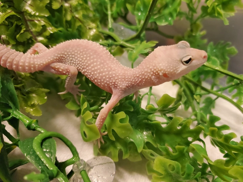 leopard gecko morphs