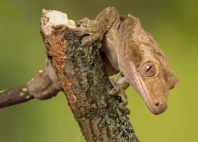 crested gecko humidity too high crested gecko humidity too high