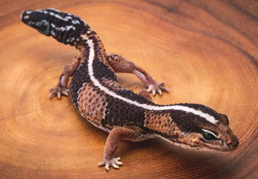 fat tailed gecko care