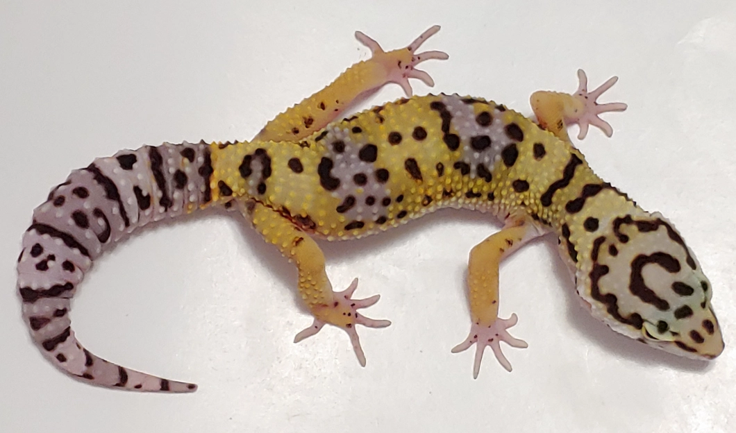 giant leopard gecko size giant leopard gecko size