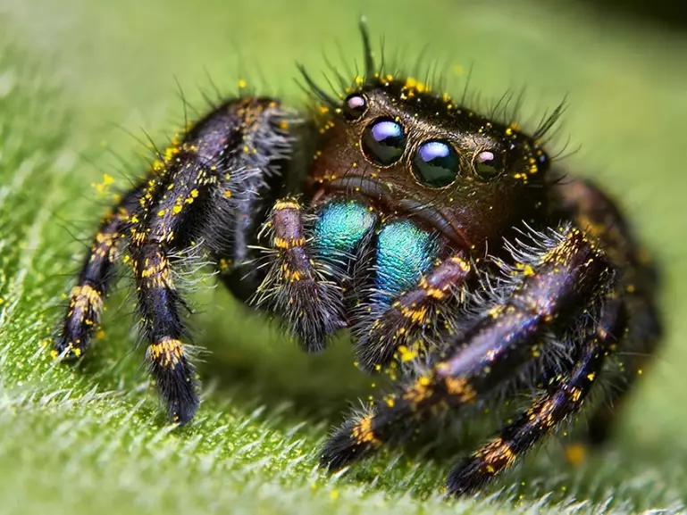 jumping spider facts