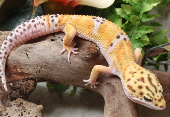 leopard gecko habitat setup