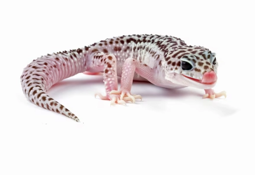 leopard gecko care