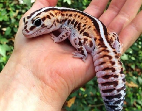 fat tailed gecko morphs