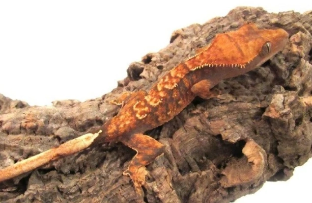 crested gecko morphs