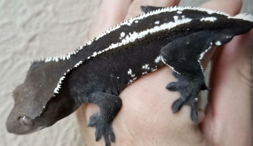axanthic crested gecko for sale